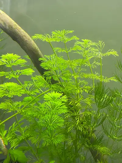 Aquatic Plants: Limnophila sessiliflora, View more