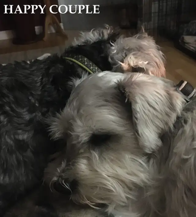 1 male - Miniature Schnauzer puppy in Dogs & Puppies for Rehoming in Ottawa - Image 10