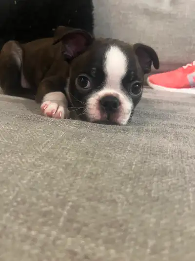 Boston Terrier Puppy 1 Male Left, View more