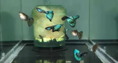 Guppy show quality , View more