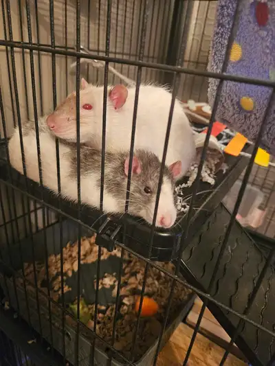 Critter Nation Rat Cage with 2 Rats, View more