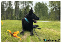 Czech Working line Solid Black GSD puppies