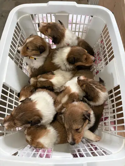 Rough Collie Pups, View more