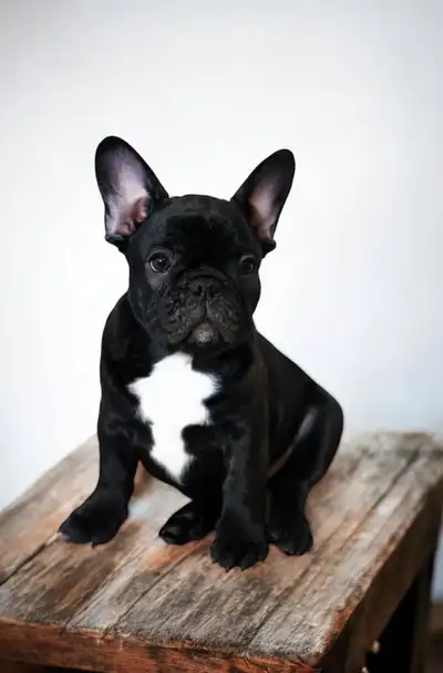 French bulldog puppies, View more