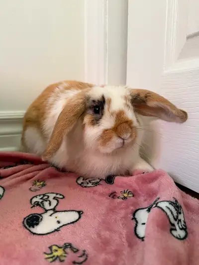 Lapin rescue qui se cherche une famille, View more