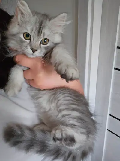 Chaton mâle à vendre Éduqué à la portée .... Male kitten for sale Litter trained