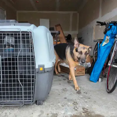 Large Airline Approved Dog Crate, View more