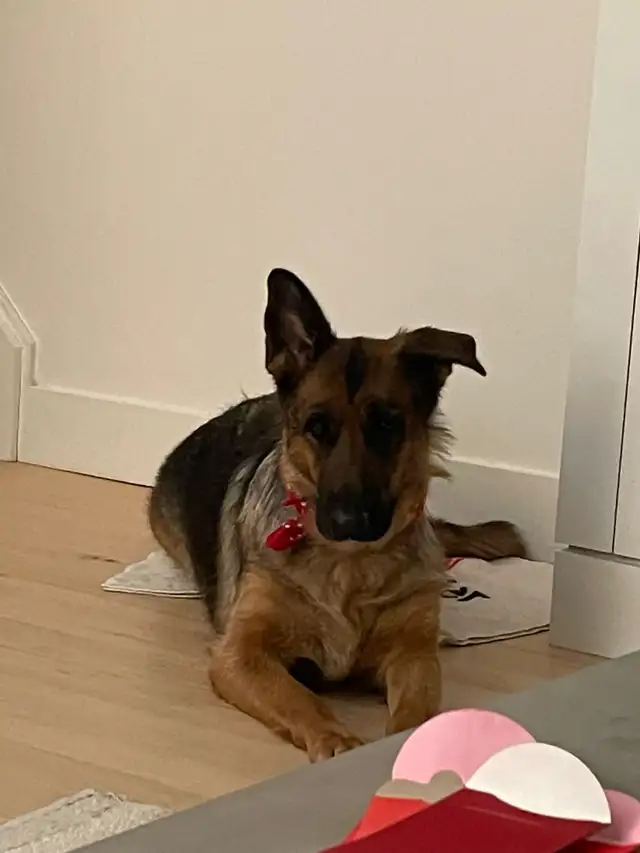 Loyal & Loving 5-Year-Old German Shepherd Looking for a New Home in Dogs & Puppies for Rehoming in City of Toronto - Image 4