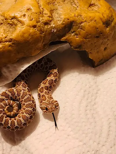 Hognose het, View more