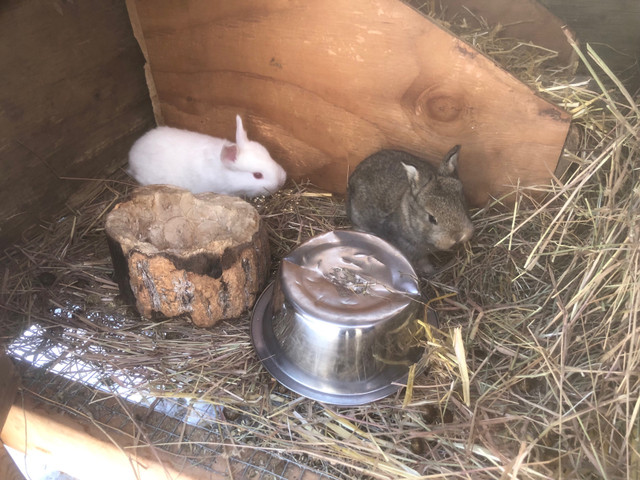 Rabbits for sale in Other Pets for Rehoming in Grande Prairie - Image 2