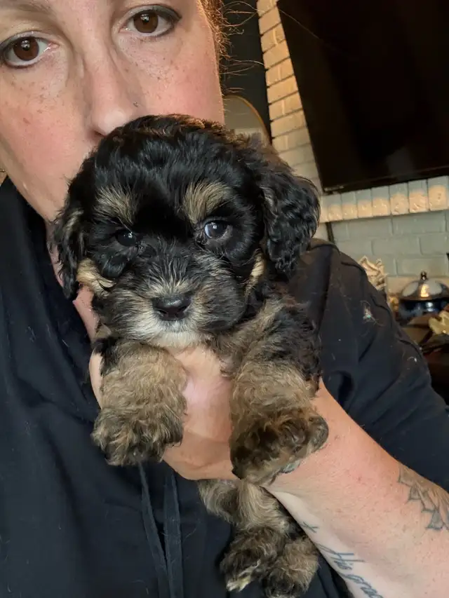 Mini sheepadoodles and mini aussiedoodles. in Dogs & Puppies for Rehoming in Edmonton - Image 11