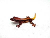 66% Het Axanthic Crested Gecko Baby