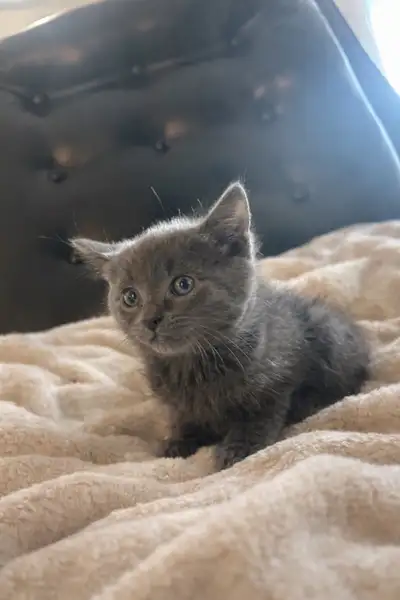 Kittens for sale, View more