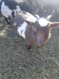 Nigerian Dwarf Goats - Wethers (Castrated Males)