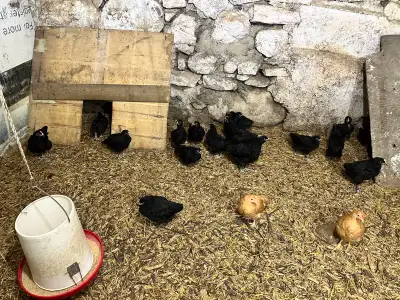Jersey giant, Buff Orpington & Partridge Chantecler chicks, View more