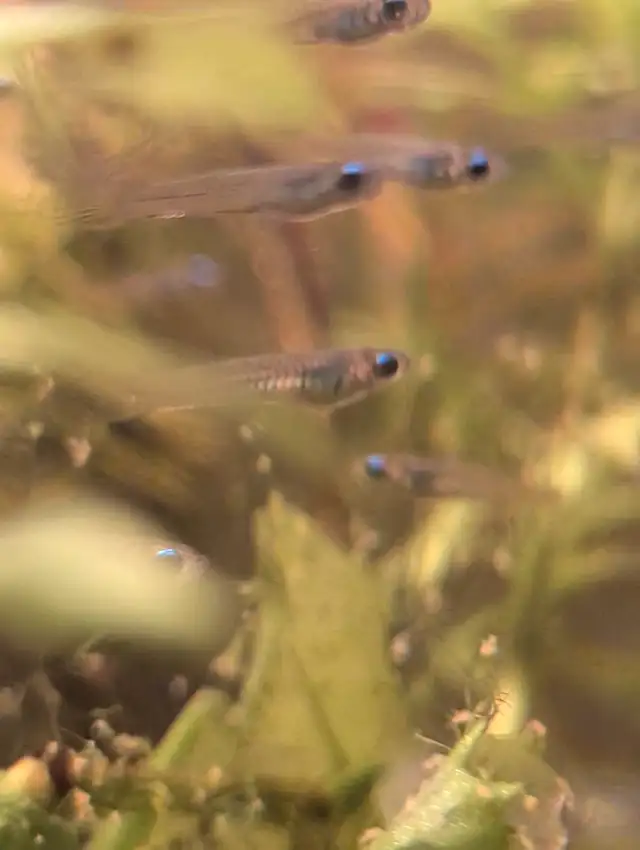 Normans Lampeye in Fish for Rehoming in Kitchener / Waterloo - Image 5