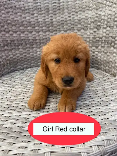 Golden Retriever Puppies, View more