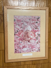 Anne Geddes Picture 