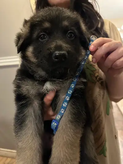German Shepherd Puppies , View more