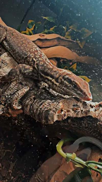 Male Yellow Ackie Monitor, View more