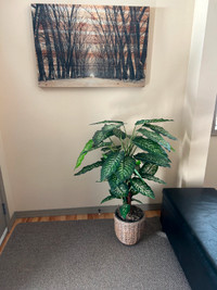 Faux Plants - Including Pot & 'faux moss' - $100 for both (OBO)