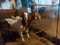 Boer Doelings Available