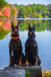 European Doberman puppies 