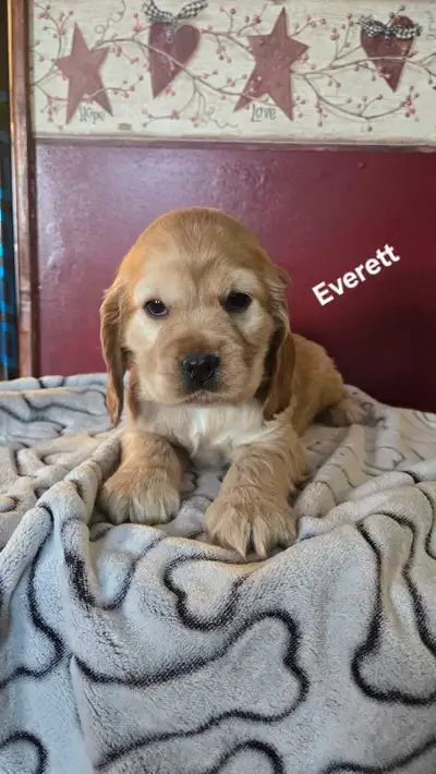 Adorable Cocker Spaniel Puppies, View more