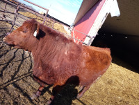 Hamco Angus first calf heifers