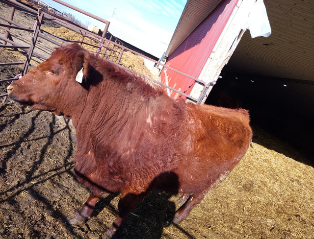 Hamco Angus first calf heifers in Livestock in Portage la Prairie