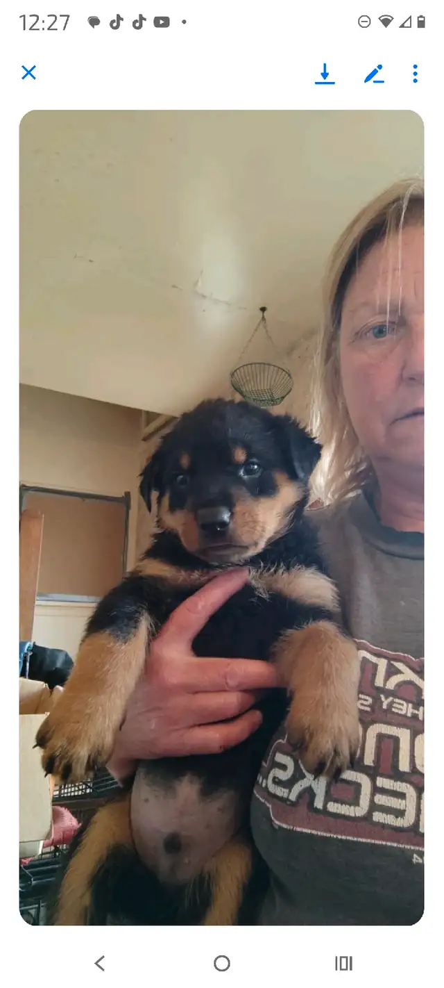 ROTTWEILER PUPPIES!!! in Dogs & Puppies for Rehoming in Edmonton - Image 5