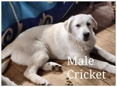 Great Pyrenees Pups/ English Mastiff - Female/Male, View more