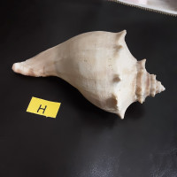 Shell "H" conch natural antique 7" long x 4" wide