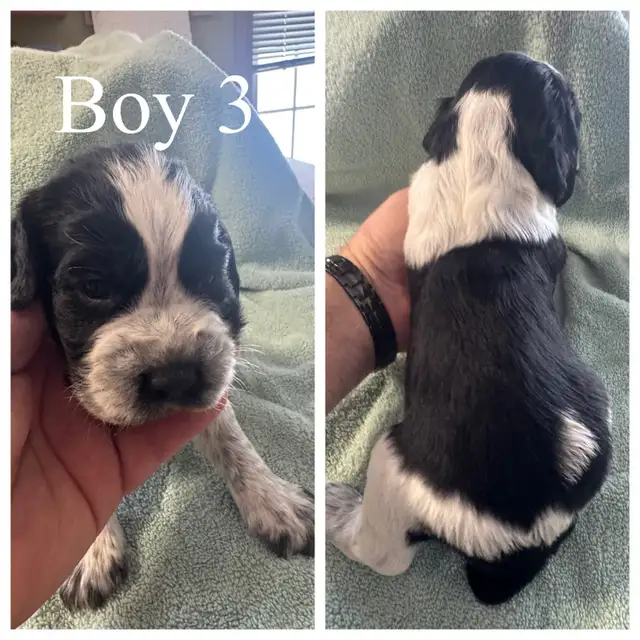 English Springer Spaniel puppies in Dogs & Puppies for Rehoming in Owen Sound - Image 4