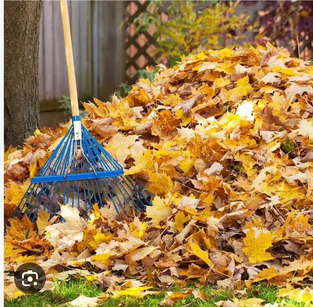 leaf removal starting at $20595981306367856641