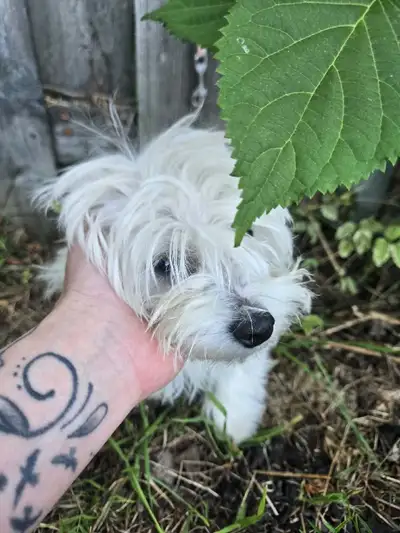 - Chantale dispo pour adoption, bichon femelle, View more