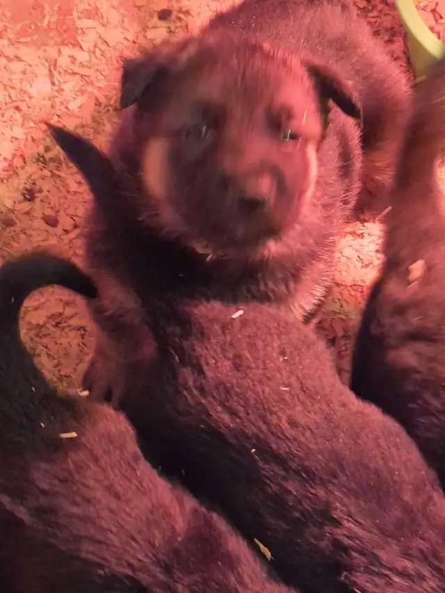 Puppies german shepherd/ Chiots berger allemand in Dogs & Puppies for Rehoming in Moncton - Image 10