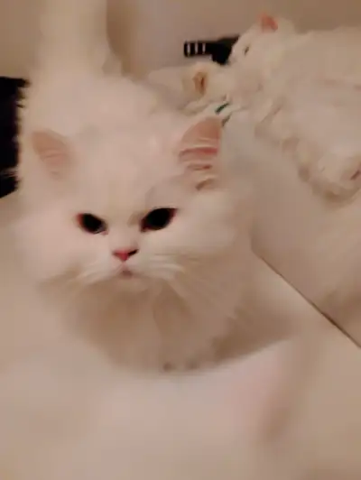 Mâle Persan tout blanc Adulte. -Très affectueux comme un gros bébé.... COLONEL a 4 ans et est -Très...