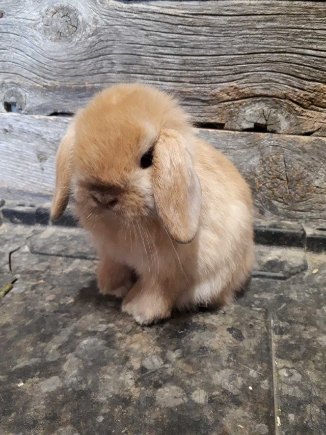 Purebred Holland Lop bucks in Small Animals for Rehoming in Saskatoon - Image 3