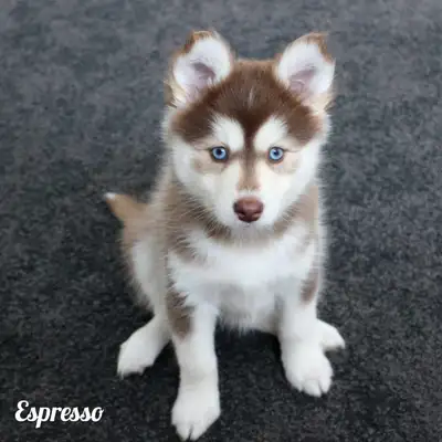  pomsky puppies  2 LEFT ! , View more