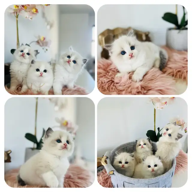 Chatons Ragdoll (pure race)❤️Scottish(pure race)❤️males et feme in Cats & Kittens for Rehoming in Laval / North Shore - Image 4