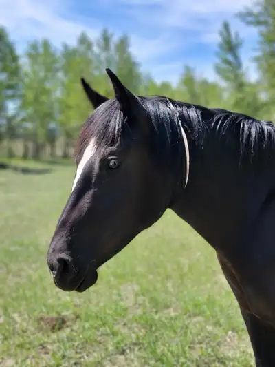 2 yr old percheron/quarter horse filly, View more