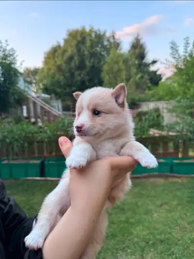 Adorable Pomsky Puppies ❤️, View more