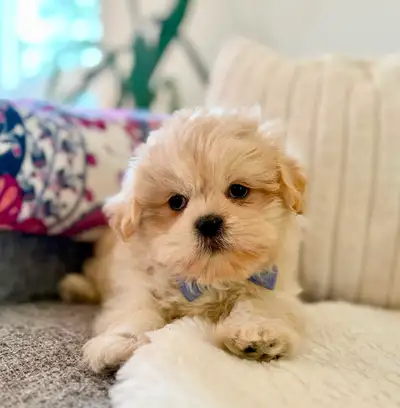 Shih Tzu puppies ready for home!, View more