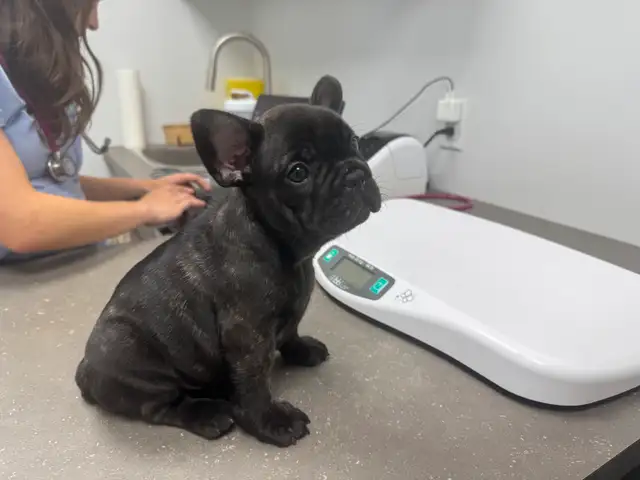 Très petit format de  bouledogue français ckc ! 2 vacc, etc in Dogs & Puppies for Rehoming in City of Montréal - Image 10
