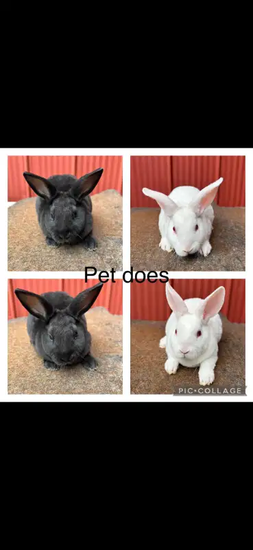 Extraodinaires! Bébés lapins mini rex baby bunny rabbits in Small Animals for Rehoming in City of Montréal - Image 2