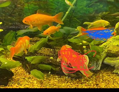 Goldfish for sale, View more
