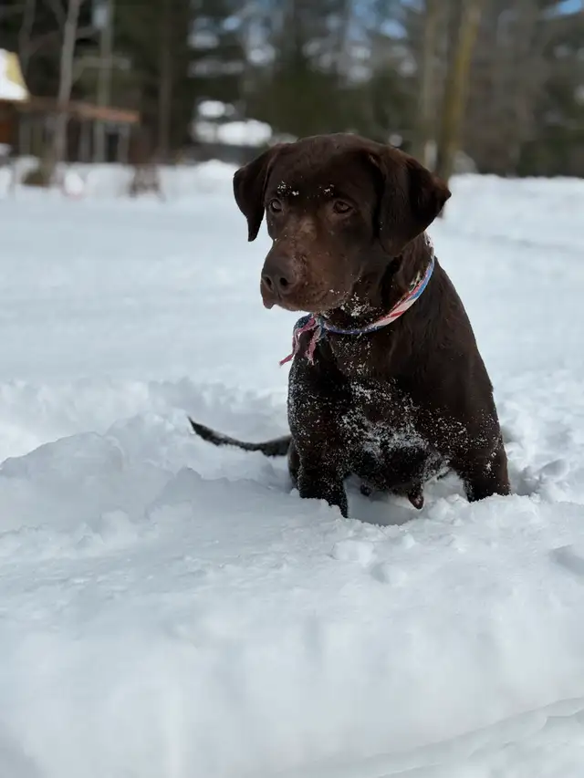 chiot labrador pure race in Dogs & Puppies for Rehoming in Laval / North Shore - Image 6