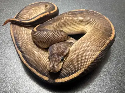 mâle Bongo Cinnamon Mojave YB Het Sentinel/Het Paint, View more