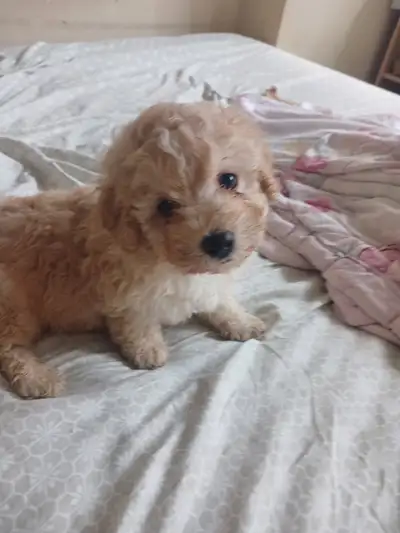 Rehoming Purebred Toy Poodles, View more